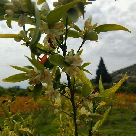 בית נופש The Orangerie Mountain *