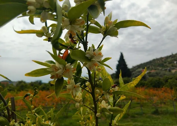 בית נופש The Orangerie Mountain *