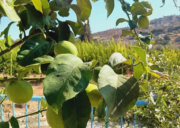 The Orangerie Mountain * Limnatis